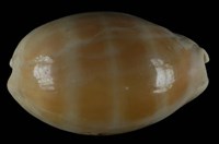 藏品(紫口寶螺)的圖片